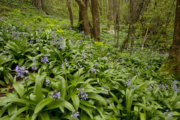 Flowering mass of Pyrenean crayfish