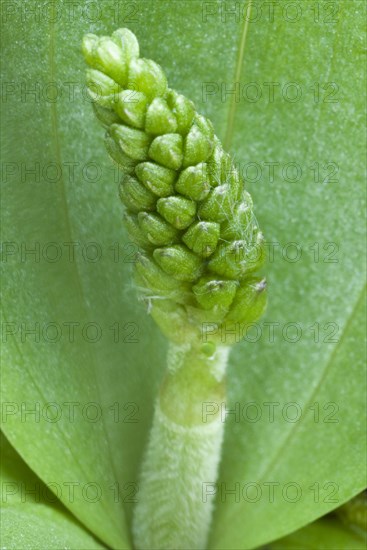 Common common twayblade