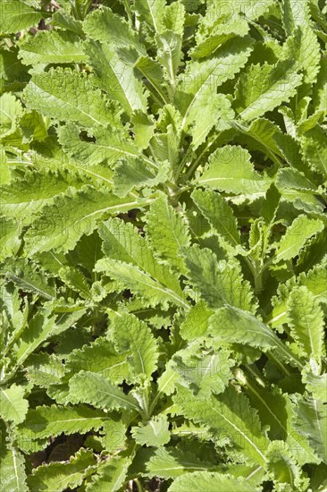 Leaves of Cape cape scabious