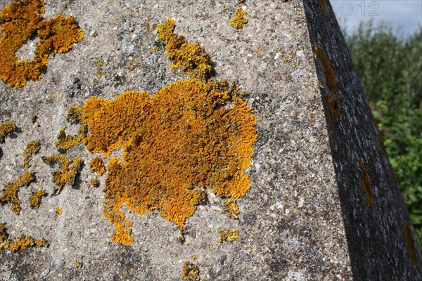 Common orange lichen