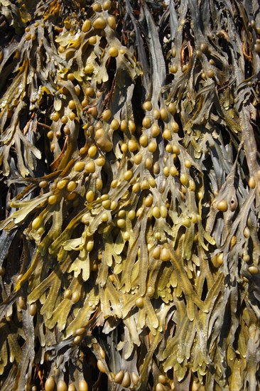 Bladder wrack