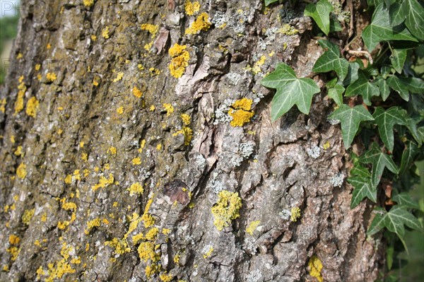 Common persian walnut