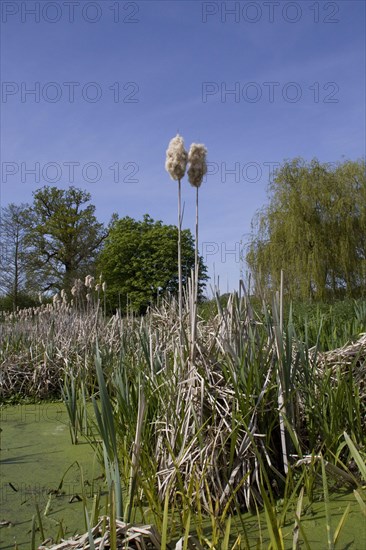 Broad-leaved bulrush