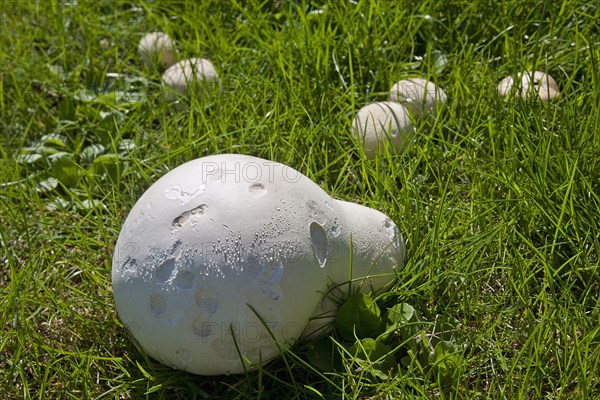 Giant giant puffball