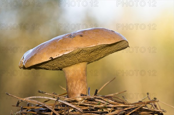 Fruiting body of Bovine Bolete