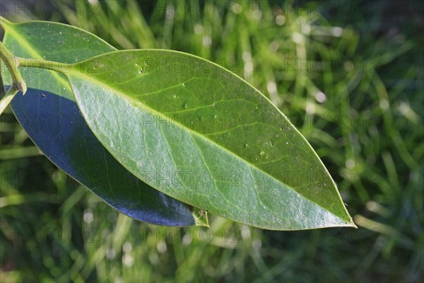 European Holly