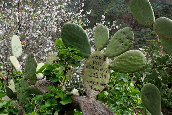Indian Fig Opuntia