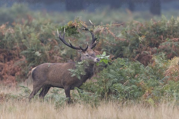 Red Deer