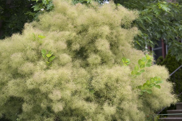 Smoke Bush