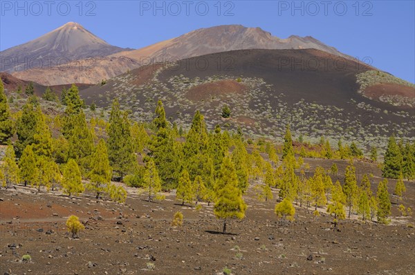 View of conifer trees growing in volcanic habitat