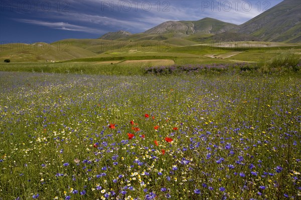 View of flowery strip fields