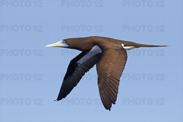 Brown booby