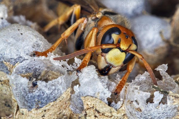 European european hornet