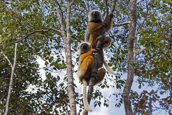 Two diadem sifakas