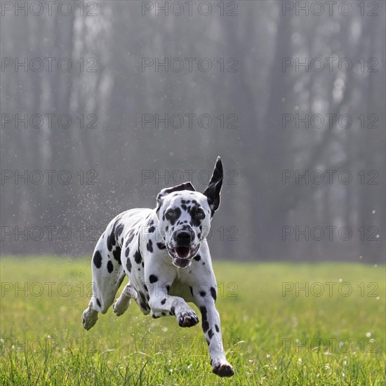 Dalmatian running through wet grass in the field