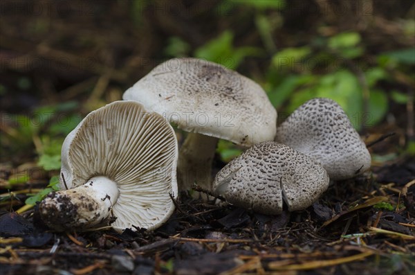 Tricholoma pardalotum