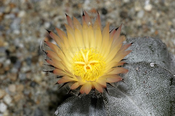 Bishop's cap cactus