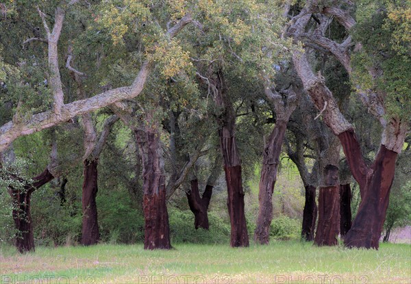 Cork oak