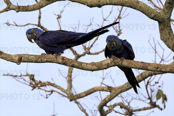 Hyacinth Macaw