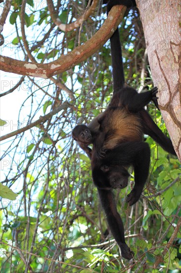 Mantled howler monkey