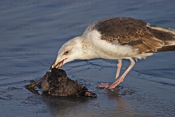 Great black-backed gull