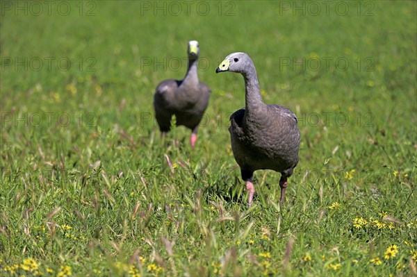 Cape barren goose