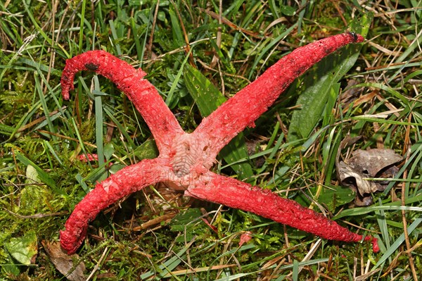 Octopus mushroom