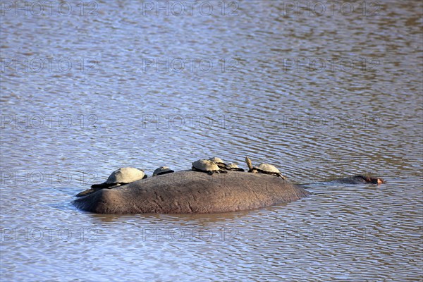 Hippopotamus