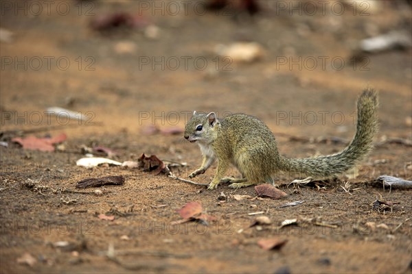 Smith's bush squirrel