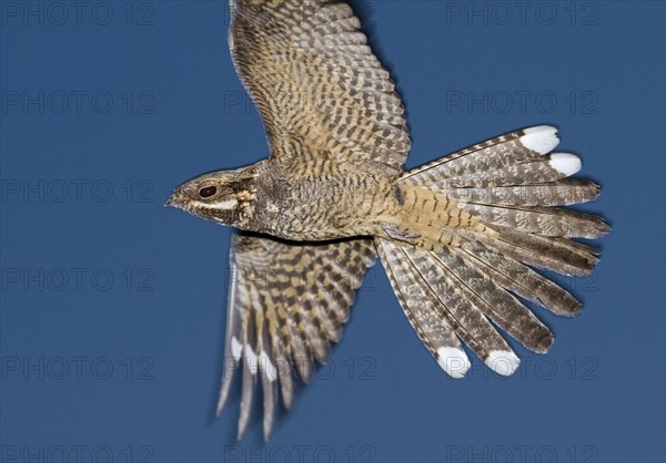 Nightjar