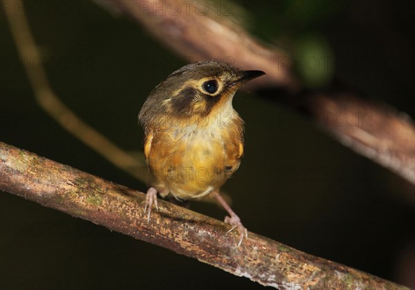 White-crested spadebill