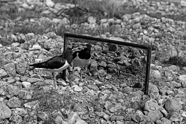 The Oystercatcher looking at its reflection in the mirror