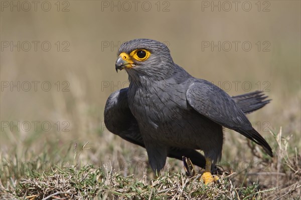 Grey Kestrel