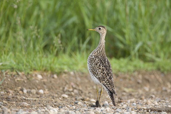 Upland sandpiper