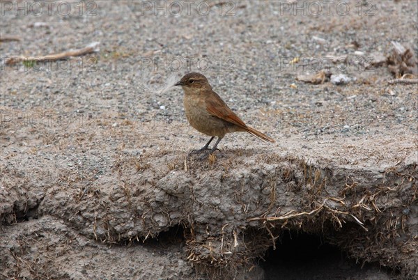 Burrowing Treecreeper