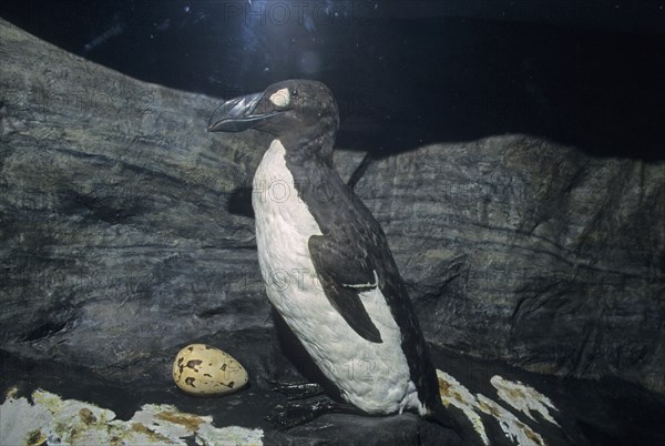 Large great auk