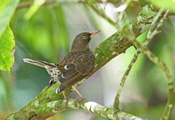 Pearly-eyed Thrasher