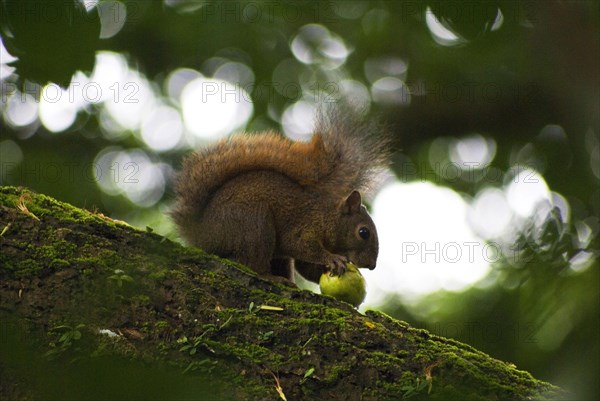 Red-tailed squirrel