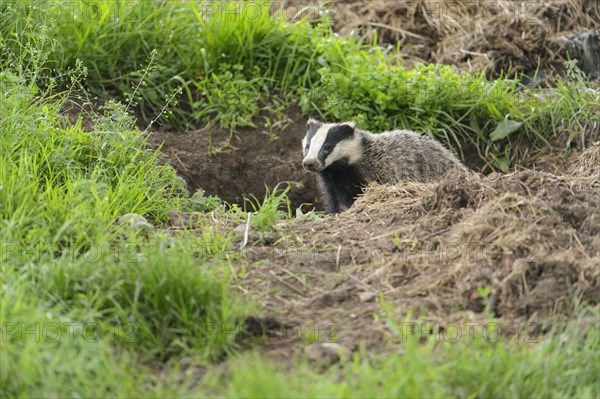 Eurasian Badger