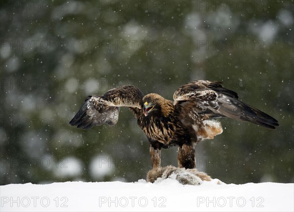 Golden eagle