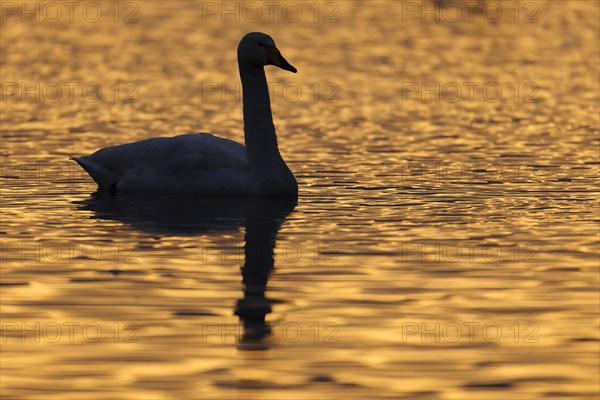 Adult whooper swan