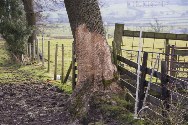 Tree in horse pasture