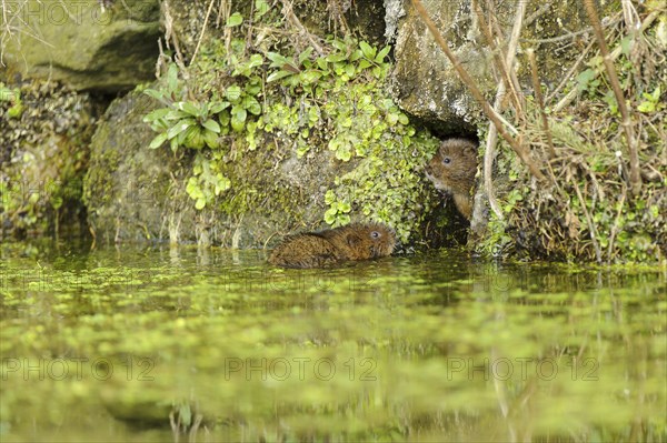 Eastern vole