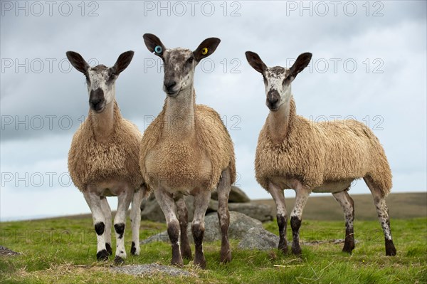 Domestic Sheep