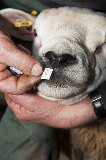 Sheep farming