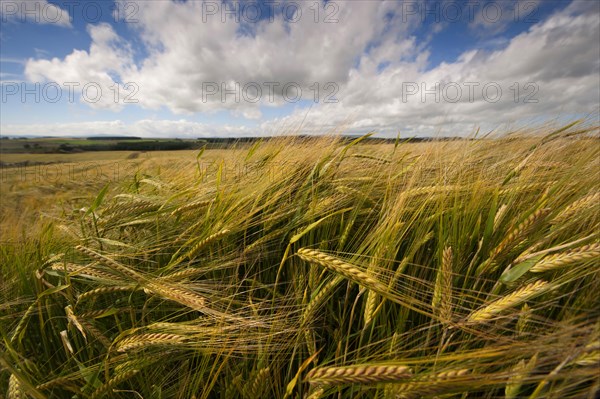 Winter barley