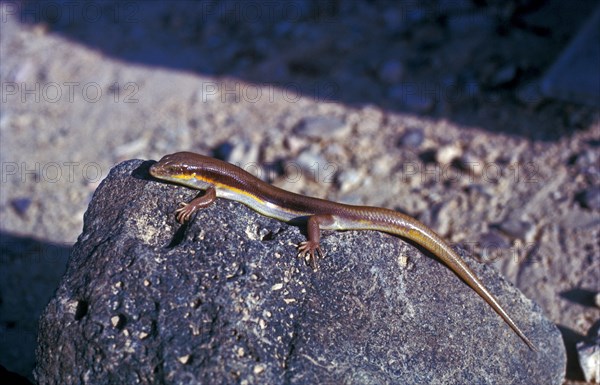 Barbary skink