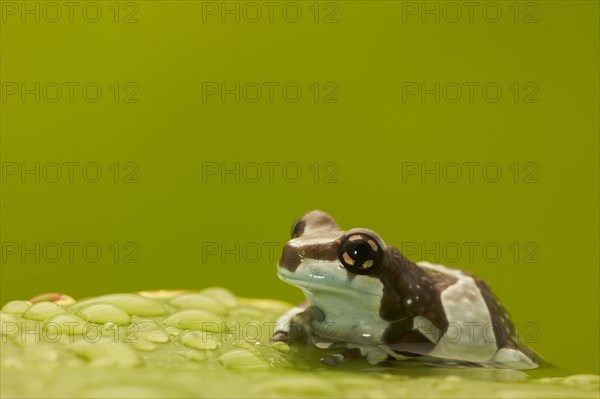 Mission golden-eyed tree frogs