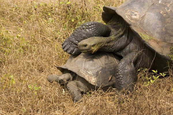 Testudo elephantopus porteri porteri porteri