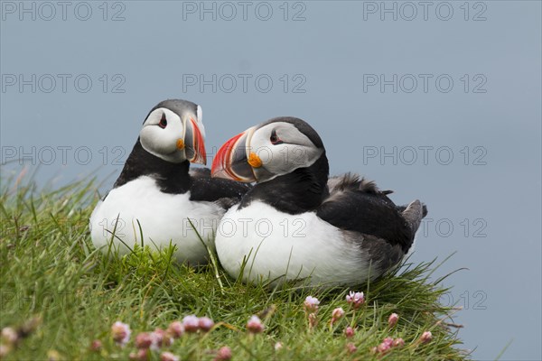 Atlantic Puffin